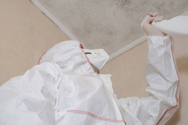 Certified Mold Removal in Placentia, CA
