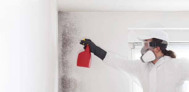Best Toxic Mold Removal  in Placentia, CA