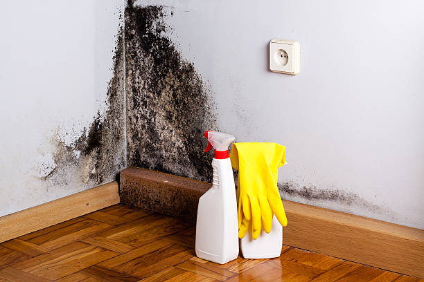 Best Attic Mold Removal  in Placentia, CA